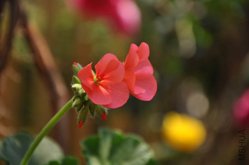 ��ƽ��ɺ��ɫ