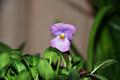 DSC_0042.JPG