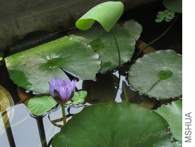 ��Ҷ��������һ��