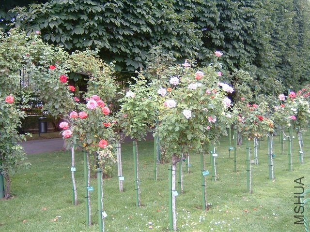 DSCF0105.JPG