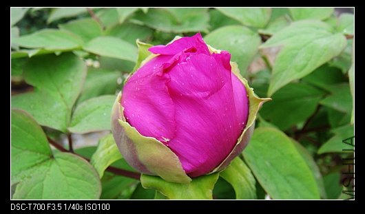 DSC03165.jpg