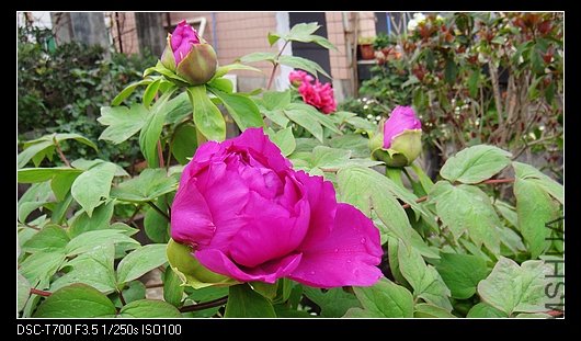 DSC03176.jpg