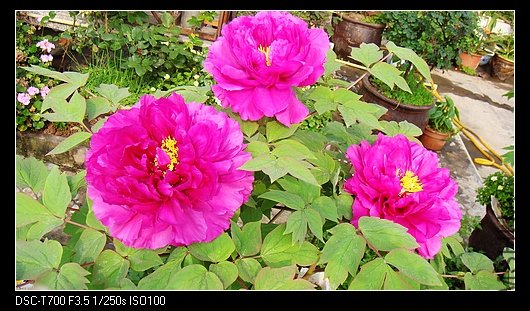 DSC03190.jpg