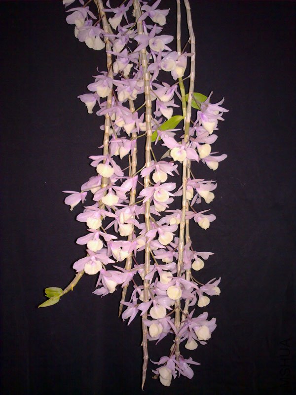 201104235408.jpg