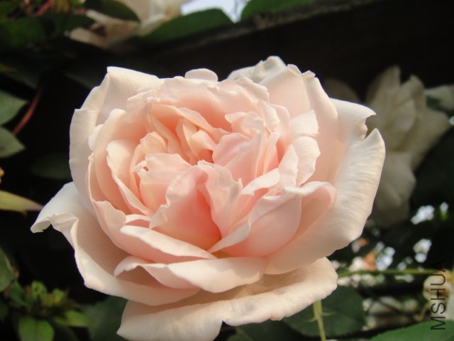 DSC01466.JPG