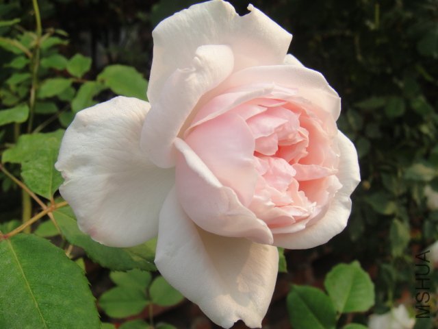 DSC01467.JPG