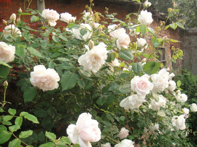 DSC01468.JPG