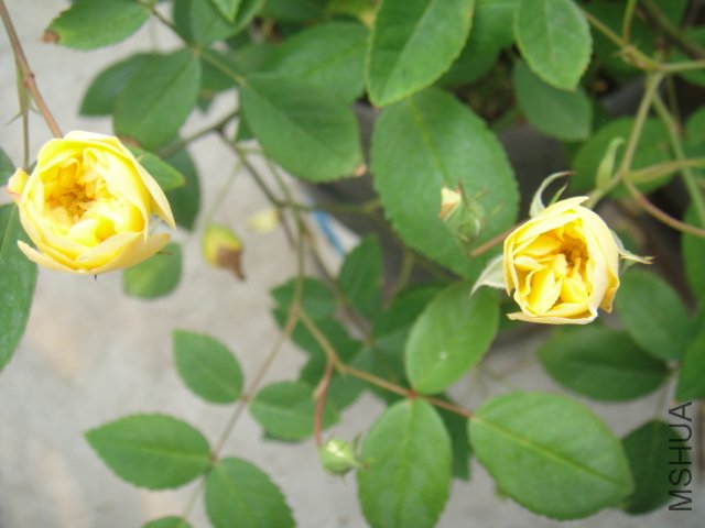 DSC01451.JPG