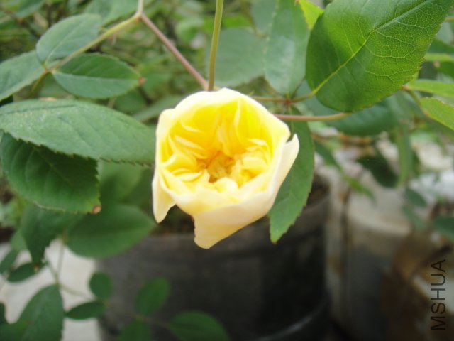 DSC01446.JPG