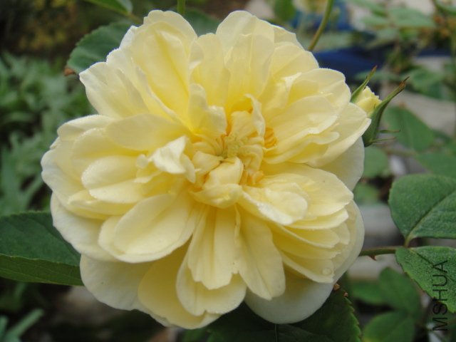 DSC01442.JPG