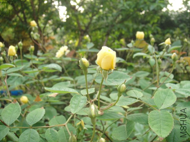 DSC01441.JPG
