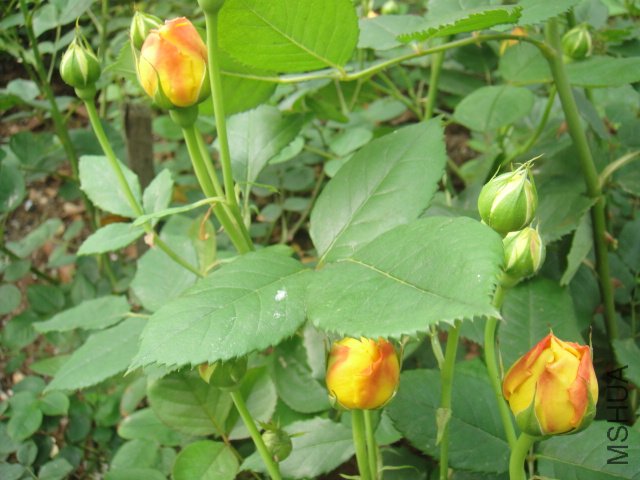 DSC01460.JPG