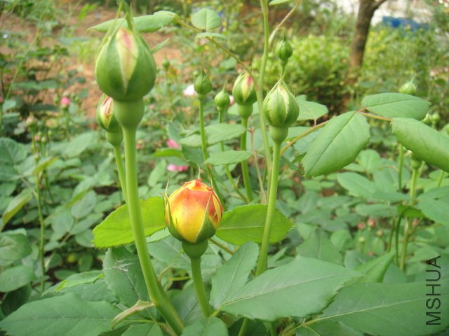 DSC01461.JPG