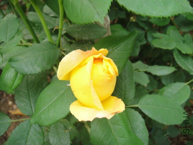DSC01458.JPG