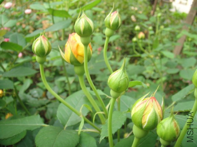 DSC01462.JPG