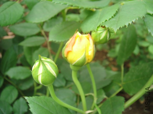 DSC01459.JPG