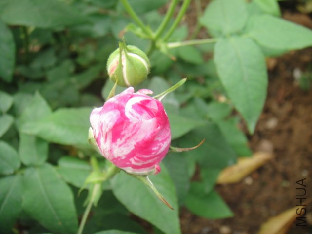 DSC01463.JPG
