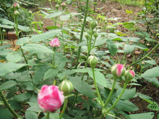 DSC01464.JPG