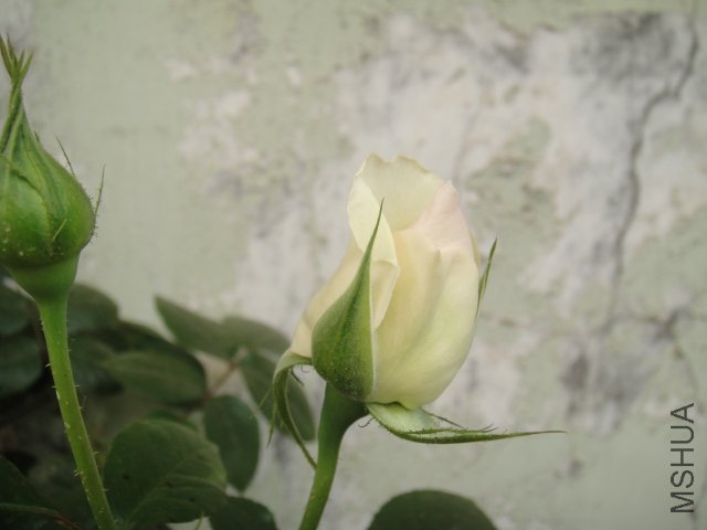 DSC01471.JPG