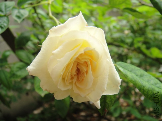 DSC01475.JPG