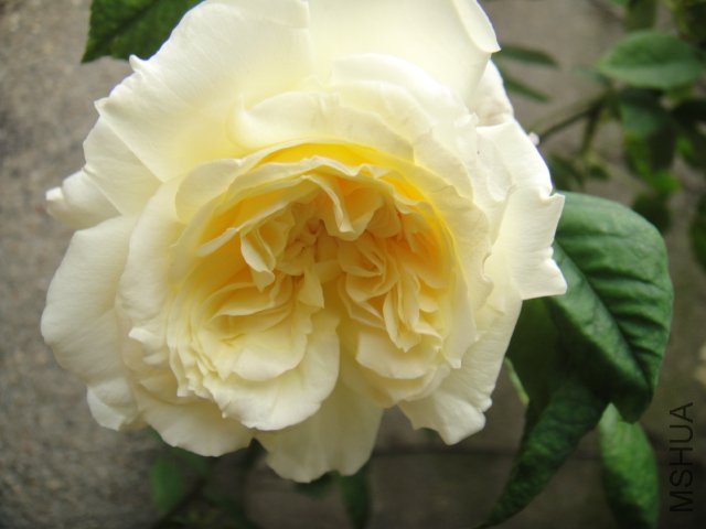 DSC01476.JPG