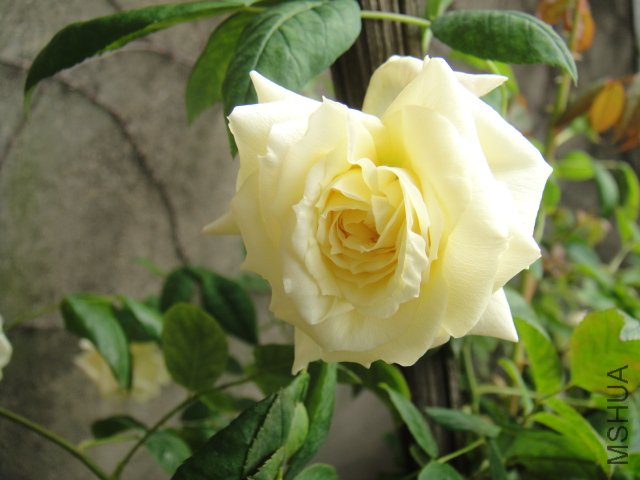 DSC01477.JPG