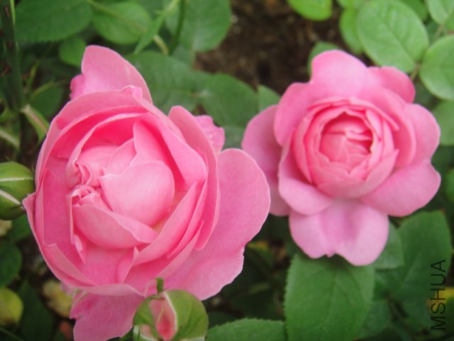DSC01456.JPG