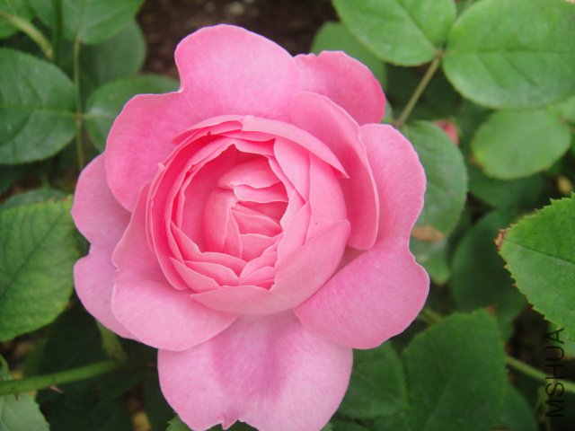 DSC01457.JPG