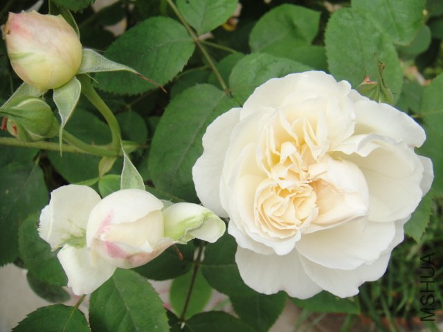 DSC01448.JPG