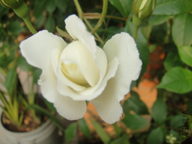 DSC01437.JPG
