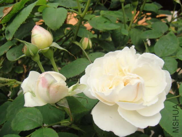 DSC01447.JPG
