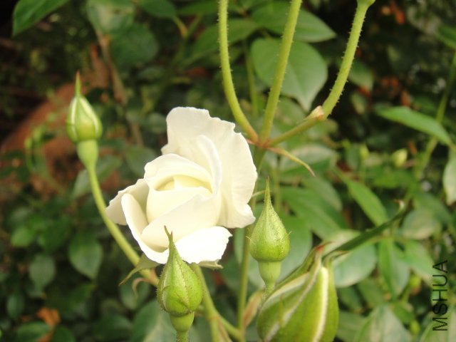 DSC01438.JPG