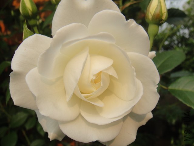 DSC01439.JPG
