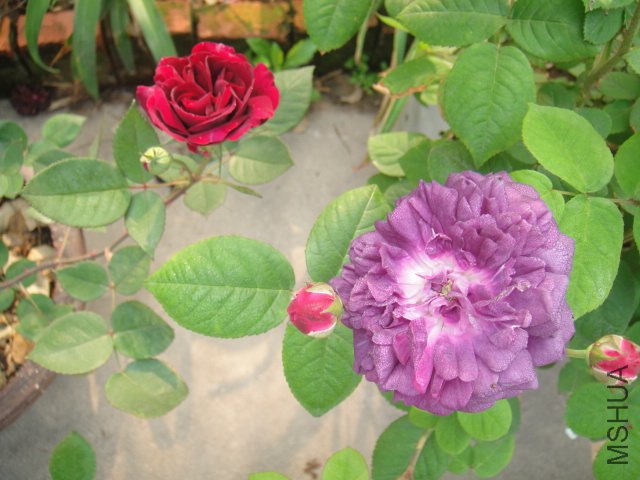 DSC01450.JPG