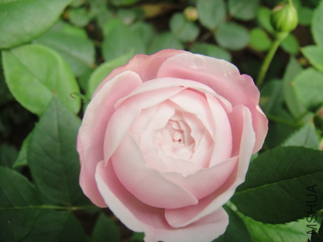 DSC01454.JPG