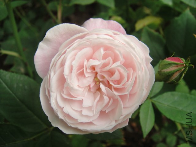 DSC01453.JPG