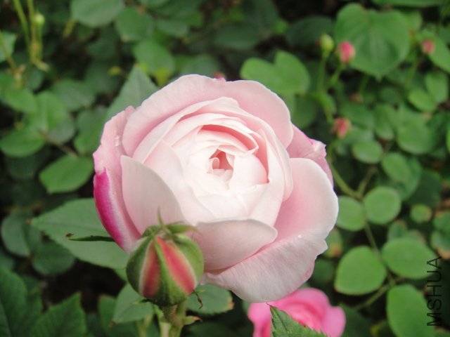 DSC01455.JPG