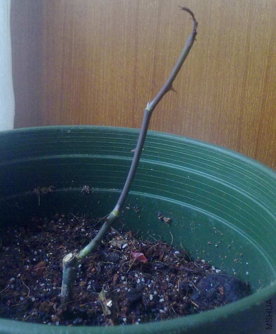 �����ڸ�