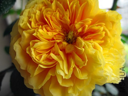 ��Ƭ 003.jpg