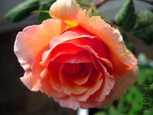 ��Ƭ 021.jpg