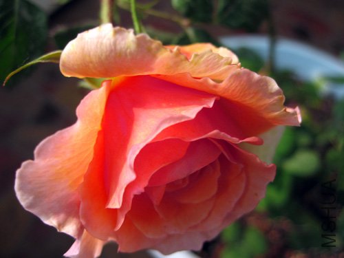 ��Ƭ 025.jpg
