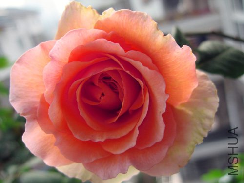 ��Ƭ 018.jpg