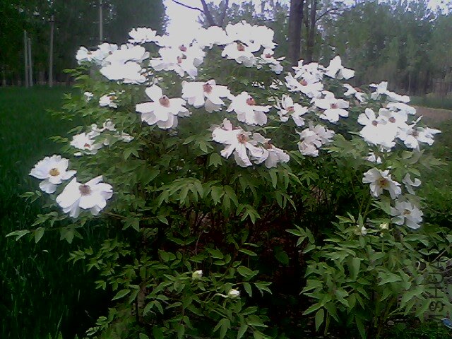 IMG0365A.jpg