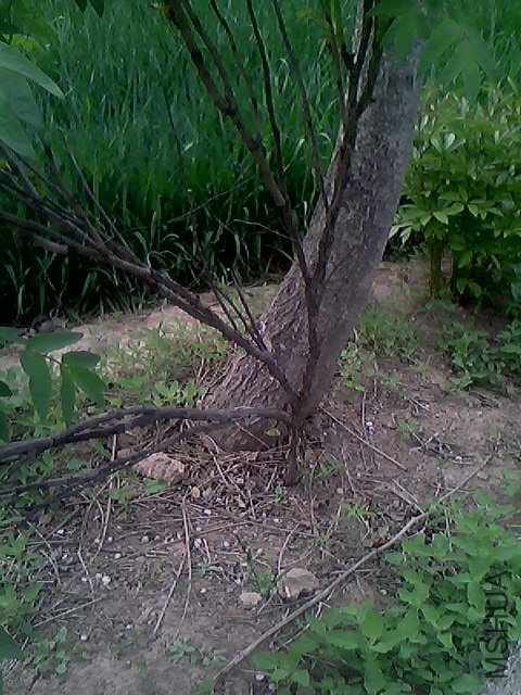 IMG0368A.jpg