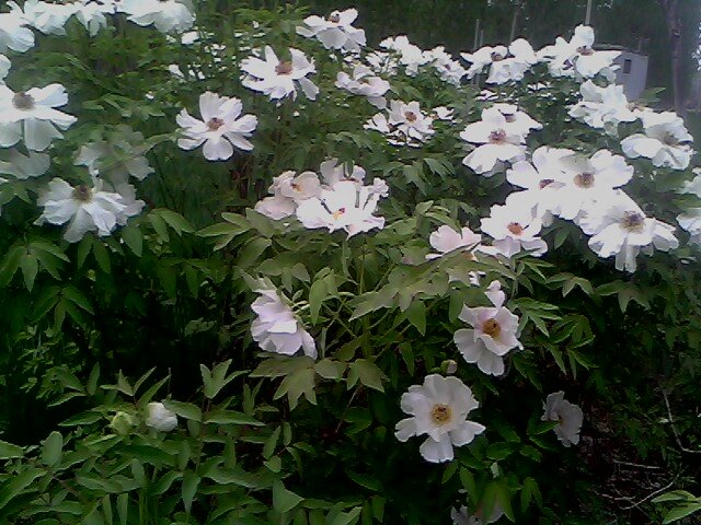 IMG0366A.jpg