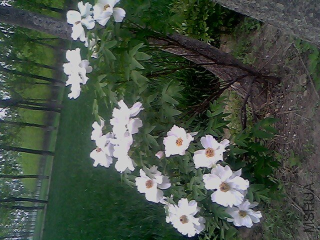IMG0367A.jpg