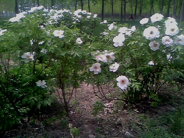 IMG0369A.jpg