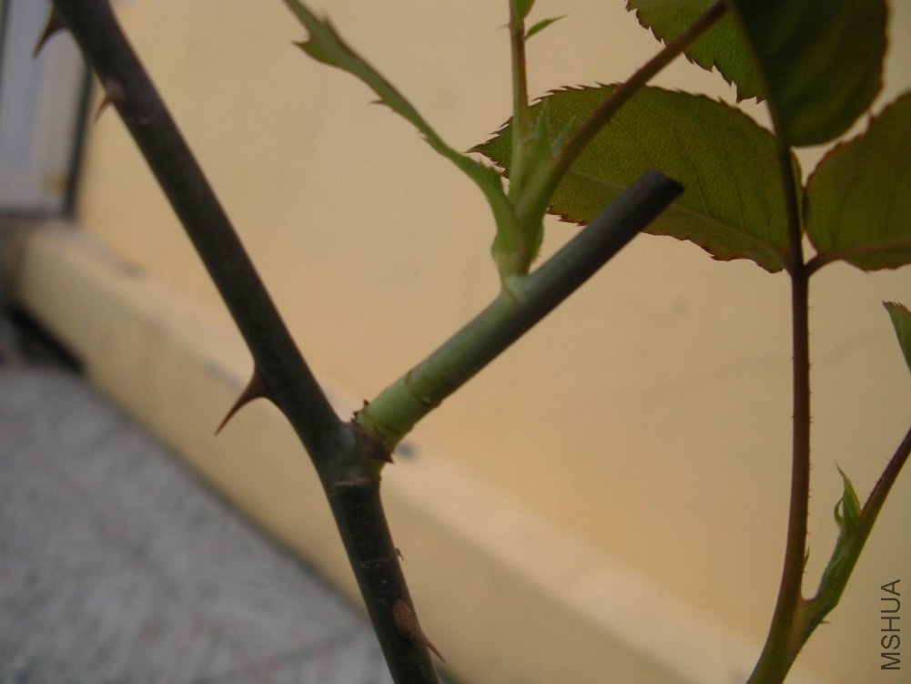 DSCN7995.JPG