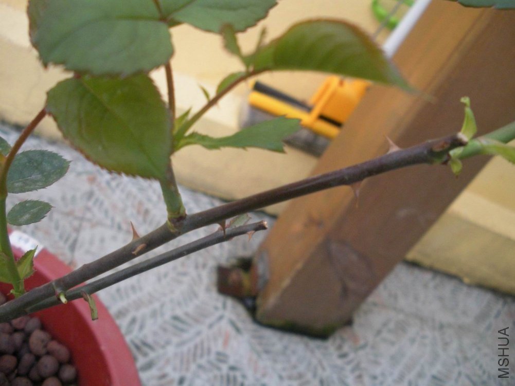 DSCN7993.JPG