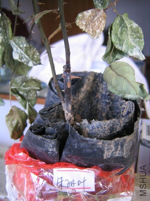 ��������Ҷ